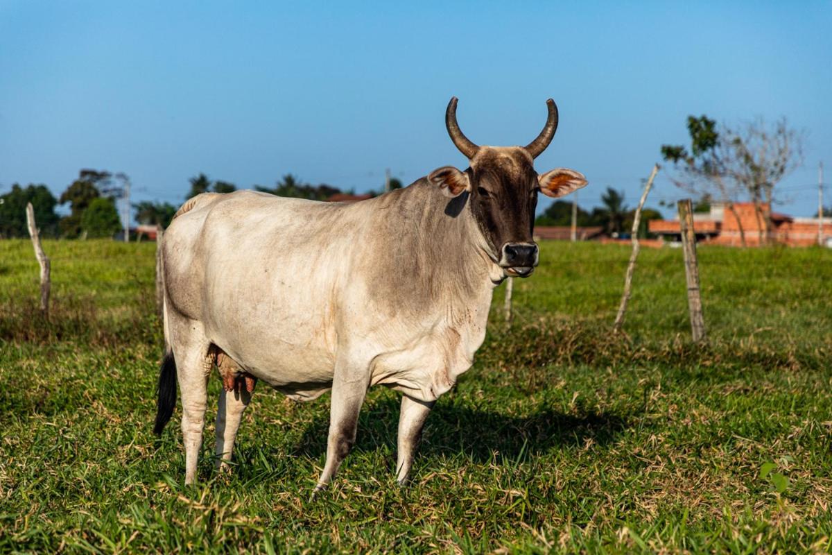 Fazenda Hotel Candeal Conceicao de Jacuipe 外观 照片